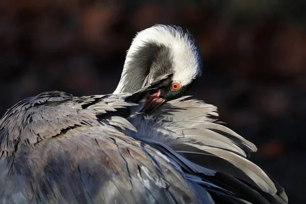 Jeřáb popelavý v přírodě — Stock fotografie