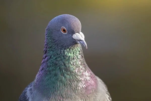 Pombo selvagem na natureza — Fotografia de Stock