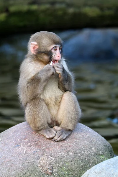 Macaco japonés en la naturaleza — Foto de Stock