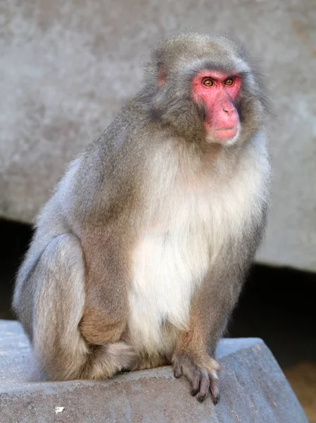 Ιαπωνική macaque στη φύση — Φωτογραφία Αρχείου