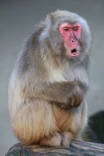 Macaco japonês selvagem na natureza — Fotografia de Stock