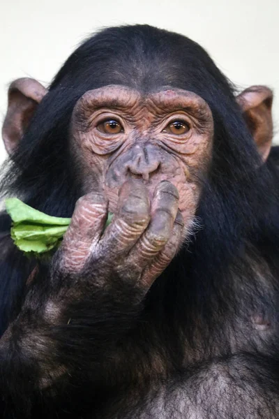 Wilde chimpansee in de natuur — Stockfoto