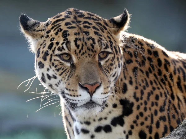 Wild Jaguar in nature Stock Picture