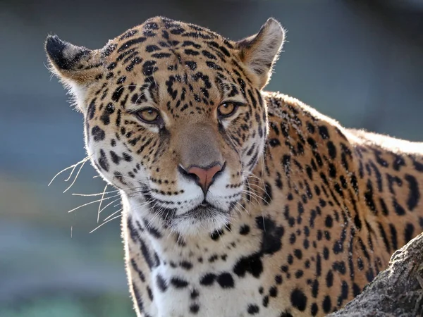 Wild Jaguar in nature Stock Picture