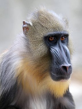 Sfenks Mandrill'di doğada 