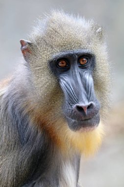 Sfenks Mandrill'di doğada 
