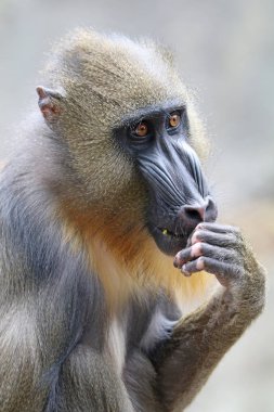 doğada genç Mandrill'di 