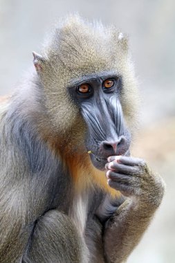 doğada genç Mandrill'di 