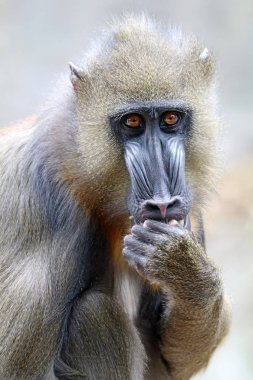 doğada genç Mandrill'di 