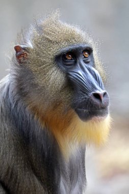 doğada genç Mandrill'di 