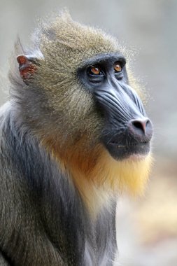 vahşi Mandrill'di fotoğrafı
