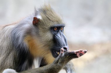 vahşi Mandrill'di fotoğrafı