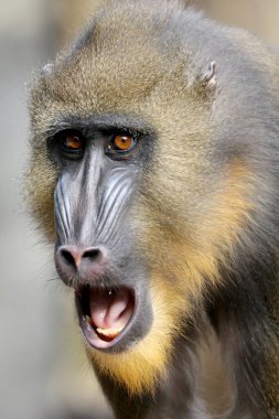 Mandrill'di yakın çekim fotoğraf doğada 