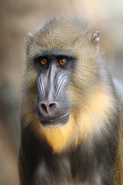 Mandrill'di yakın çekim fotoğraf doğada 