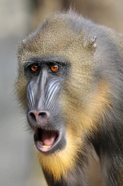 doğada vahşi Mandrill'di 