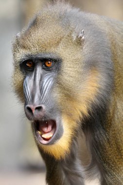doğada vahşi Mandrill'di 