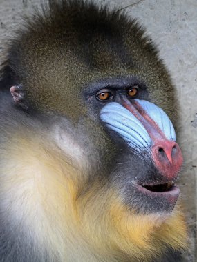 doğada vahşi Mandrill'di 