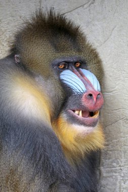 photo of Mandrill in nature  clipart
