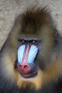 doğada vahşi Mandrill'di 