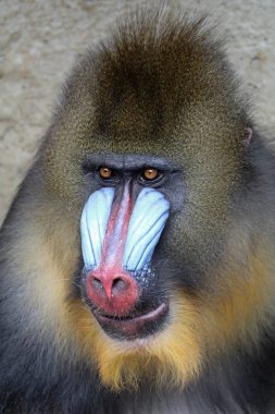 doğada vahşi Mandrill'di 