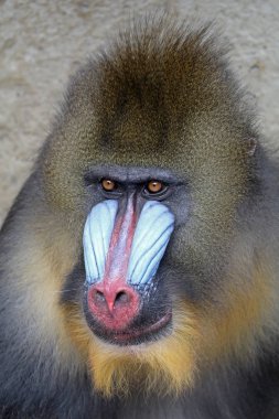 doğada vahşi Mandrill'di 