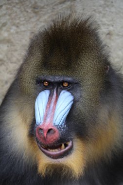doğada vahşi Mandrill'di 