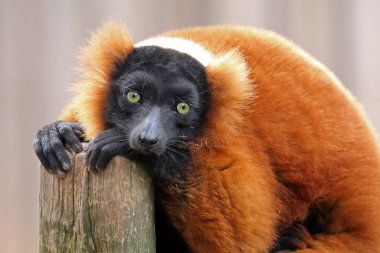 wild Red lemur clipart