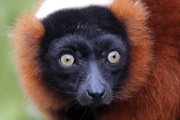 野生の赤い lemur — ストック写真