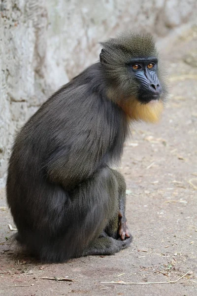 Photo de Mandrill sauvage — Photo