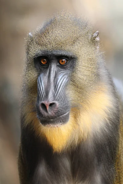 Mandrill'di yakın çekim fotoğraf doğada — Stok fotoğraf