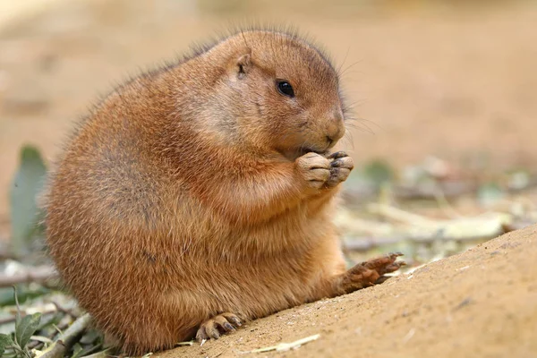 野生動物が自然の中で — ストック写真