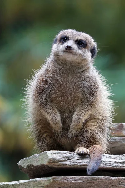 Photo of wild Meerkat — Stock Photo, Image