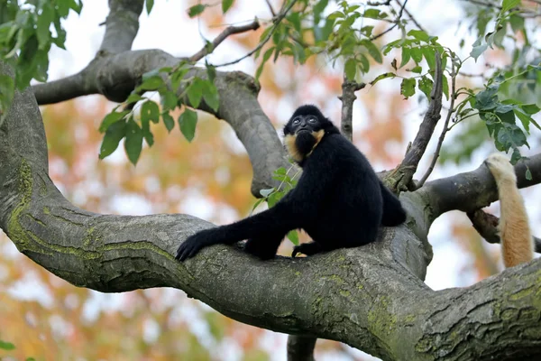 Gibbon selvaggio in natura — Foto Stock