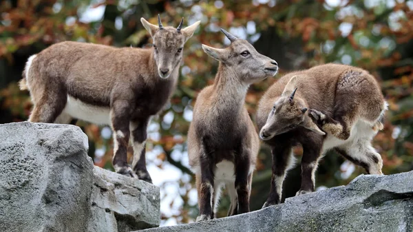 Wild Alpine ibex in nature — Stock Photo, Image