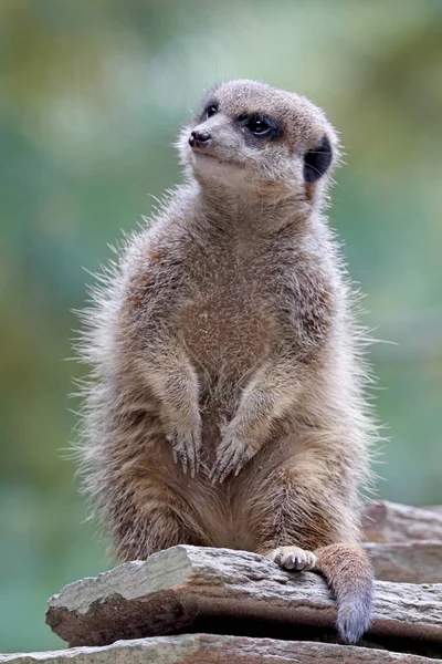 Zdjęcie z dzikich Meerkat — Zdjęcie stockowe