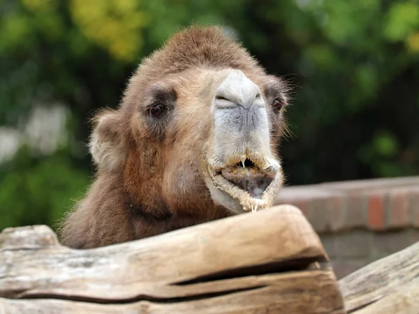 Wild Camel in nature — Stock Photo, Image