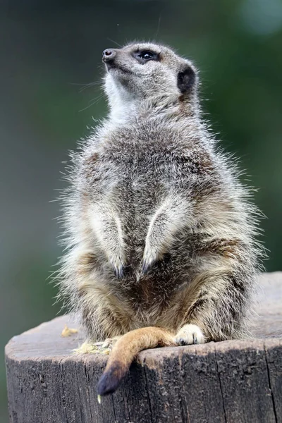 Wild Meerkat in nature — Stock Photo, Image