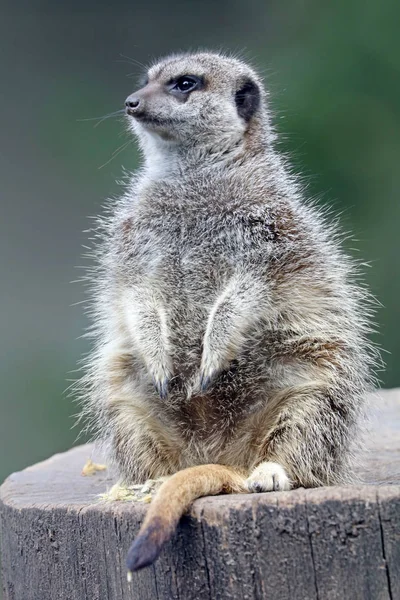 Wild Meerkat in nature — Stock Photo, Image
