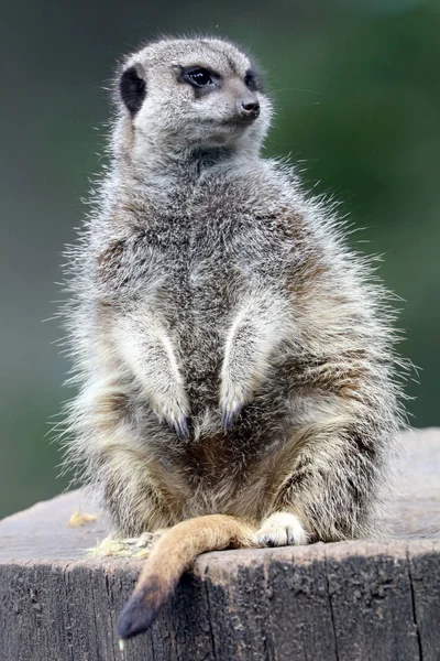 Dziki Meerkat w przyrodzie — Zdjęcie stockowe