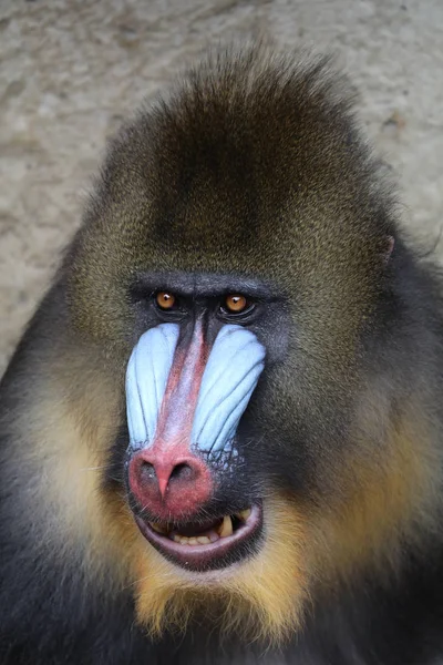 Mandrill selvagem na natureza — Fotografia de Stock