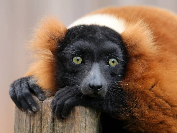 Wild Red lemur — Stock Photo, Image