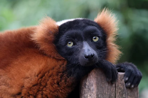 Närbild foto av röda lemur — Stockfoto