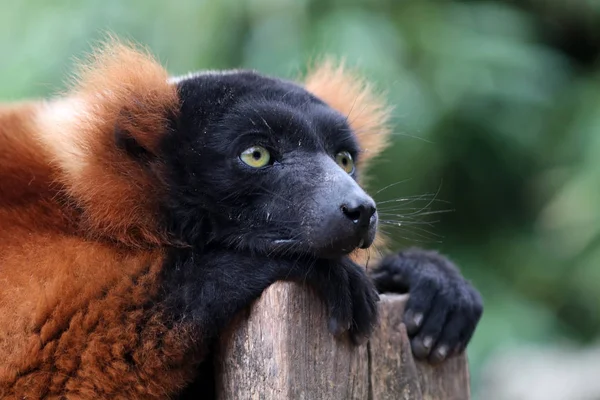 Nærbilde av Red lemur – stockfoto