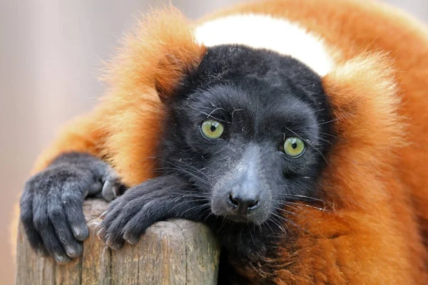 Detailní Foto červená lemur — Stock fotografie