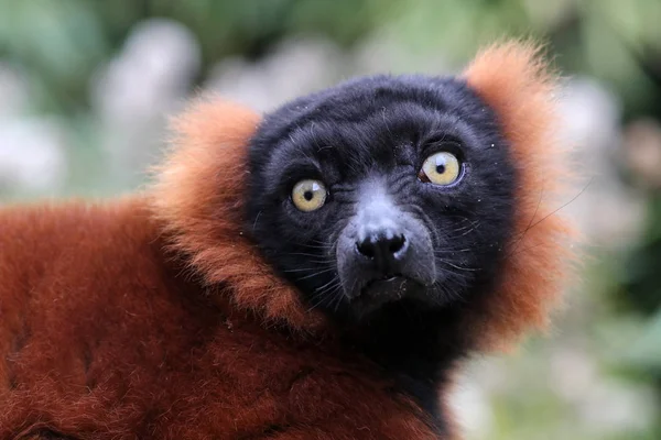 Doğada kırmızı lemur — Stok fotoğraf