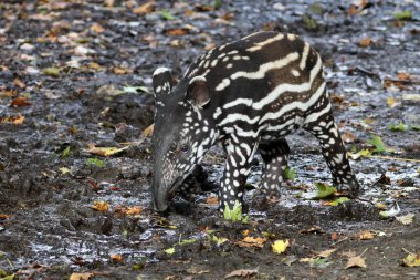 wild Tapir in nature clipart