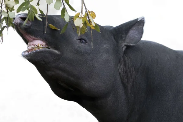 Tapir liar di alam — Stok Foto