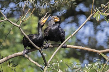 doğada vahşi karabatak 
