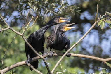 wild Cormorants in nature  clipart