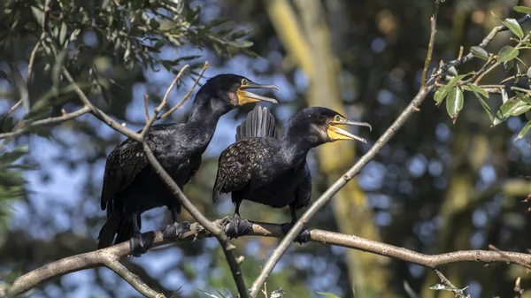 Photo of wild Cormorants — Stock Photo, Image